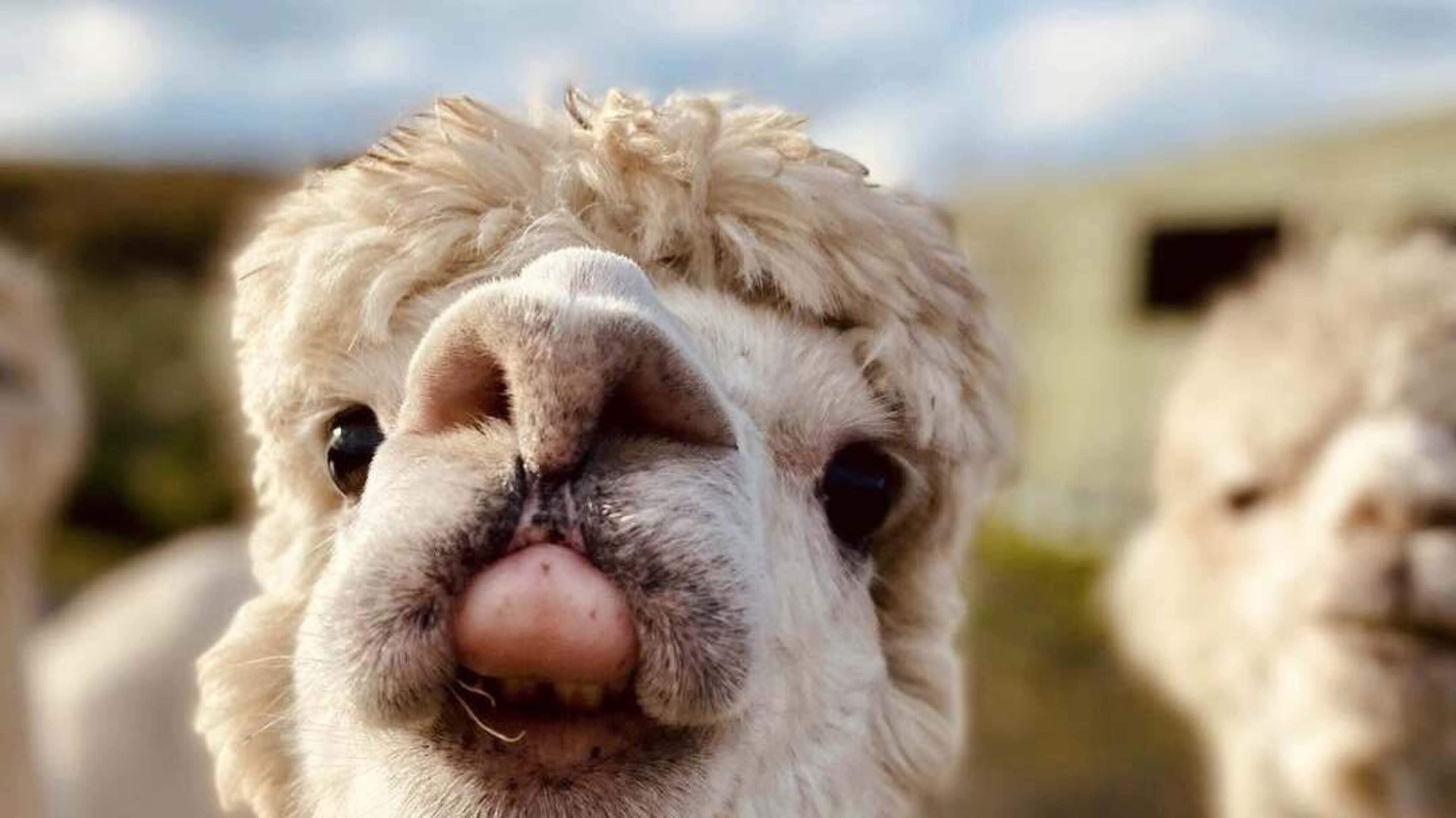 Clare community rallies around alpaca farm after sign and honesty box damaged — ‘We are really trying to think positively’